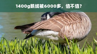 1400g鹅绒被6000多，值不值？