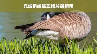 充绒鹅绒被现场购买指南