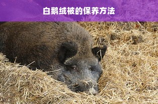 白鹅绒被的保养方法