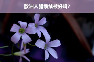 欧洲人睡鹅绒被好吗？