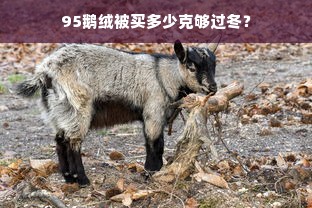 95鹅绒被买多少克够过冬？