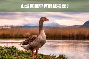 山城区哪里有鹅绒被卖？