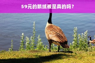 59元的鹅绒被是真的吗？