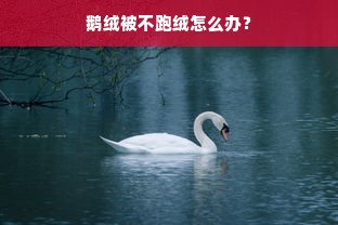 鹅绒被不跑绒怎么办？