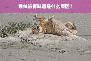 鹅绒被有味道是什么原因？