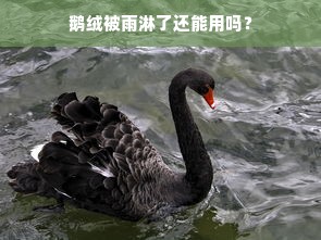 鹅绒被雨淋了还能用吗？