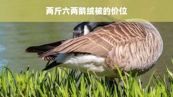 两斤六两鹅绒被的价位