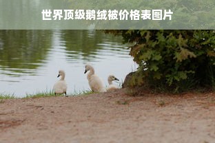 世界顶级鹅绒被价格表图片