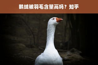 鹅绒被羽毛含量高吗？知乎