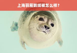 上海羽雁鹅绒被怎么样？