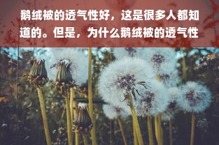 鹅绒被的透气性好，这是很多人都知道的。但是，为什么鹅绒被的透气性如此出色呢？本文将从鹅绒被的材质、制作工艺、保暖性能等方面进行分析，让您更深入地了解鹅绒被的透气性。