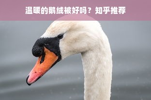 温暖的鹅绒被好吗？知乎推荐