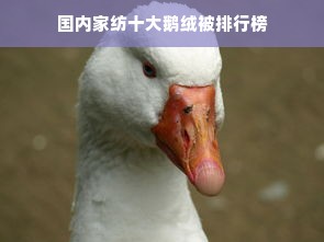 国内家纺十大鹅绒被排行榜