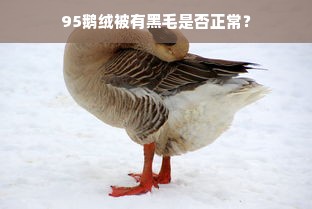 95鹅绒被有黑毛是否正常？