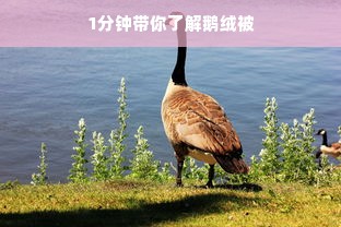 1分钟带你了解鹅绒被