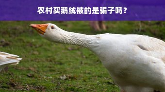 农村买鹅绒被的是骗子吗？