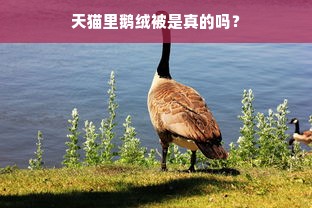 天猫里鹅绒被是真的吗？