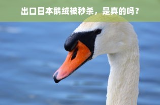 出口日本鹅绒被秒杀，是真的吗？