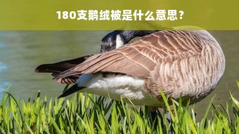 180支鹅绒被是什么意思？