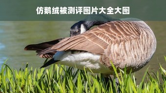 仿鹅绒被测评图片大全大图