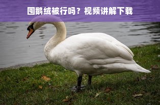 囤鹅绒被行吗？视频讲解下载