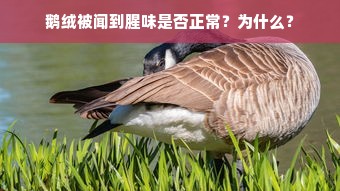 鹅绒被闻到腥味是否正常？为什么？