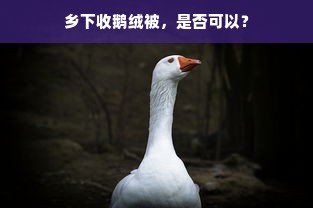 乡下收鹅绒被，是否可以？