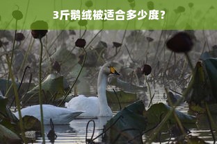 3斤鹅绒被适合多少度？