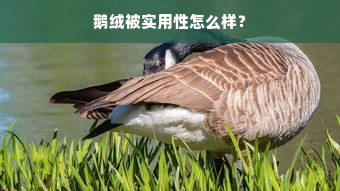 鹅绒被实用性怎么样？