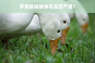 罗莱鹅绒被掉毛是否严重？