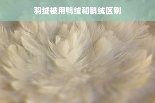 羽绒被用鸭绒和鹅绒区别