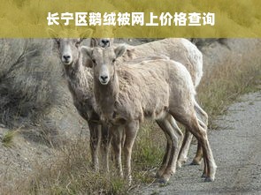 长宁区鹅绒被网上价格查询