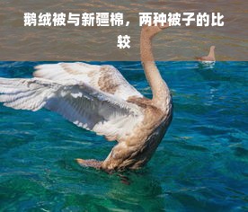 鹅绒被与新疆棉，两种被子的比较