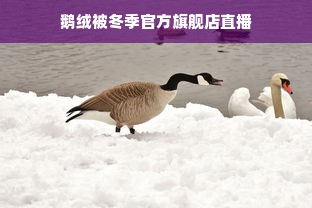 鹅绒被冬季官方旗舰店直播