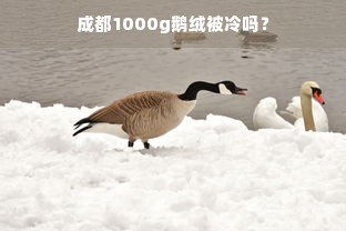 成都1000g鹅绒被冷吗？