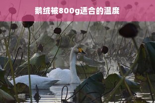 鹅绒被800g适合的温度