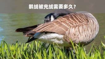 鹅绒被充绒需要多久？