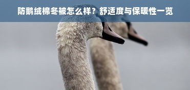 防鹅绒棉冬被怎么样？舒适度与保暖性一览