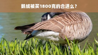 鹅绒被买1800克的合适么？