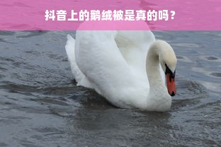 抖音上的鹅绒被是真的吗？