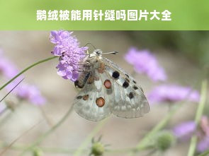 鹅绒被能用针缝吗图片大全