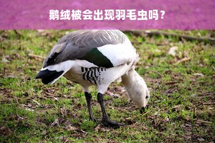 鹅绒被会出现羽毛虫吗？