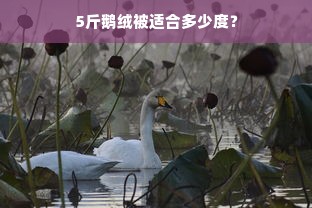 5斤鹅绒被适合多少度？