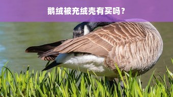 鹅绒被充绒壳有买吗？