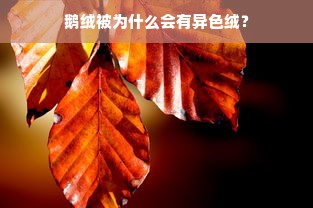 鹅绒被为什么会有异色绒？