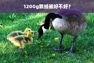 1200g鹅绒被好不好？