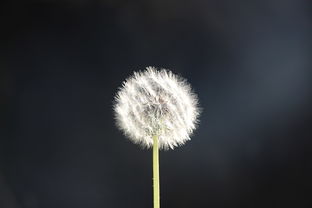 鸭绒和鹅绒被棉花被哪个好