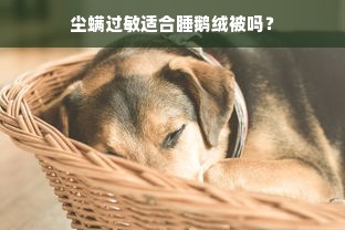 尘螨过敏适合睡鹅绒被吗？