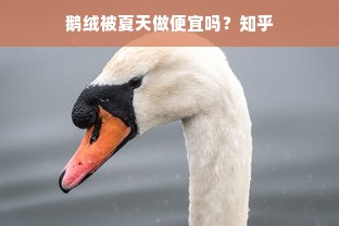 鹅绒被夏天做便宜吗？知乎