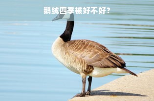 鹅绒四季被好不好？